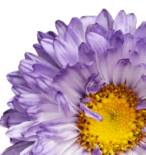 A26 Flower Autumn Home Page Banner
