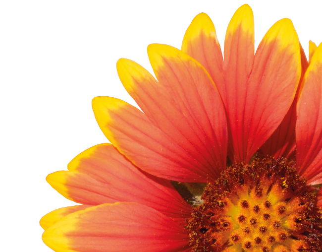 A26 Flower Landing Page Banner