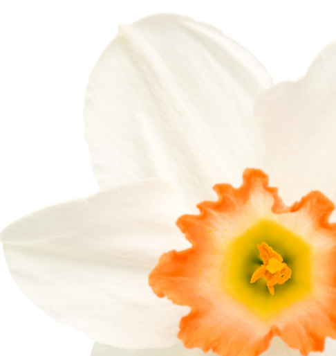 S26 Flower Spring Home Page Banner
