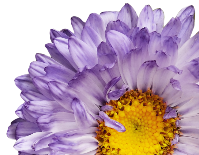A26 Flower Landing Page Banner