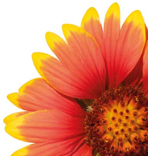 A26 Flower Spring Home Page Banner