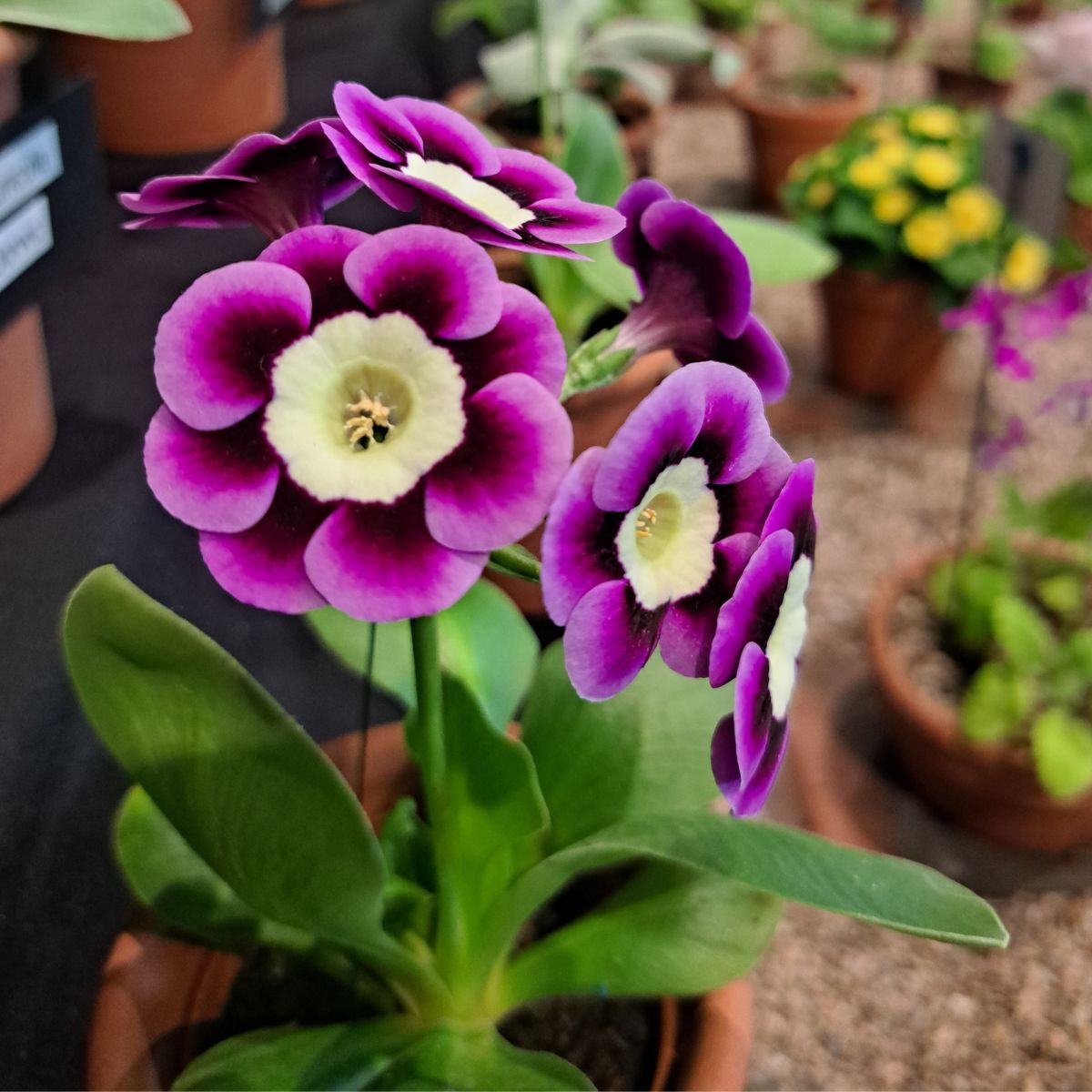 Auricula Thumb