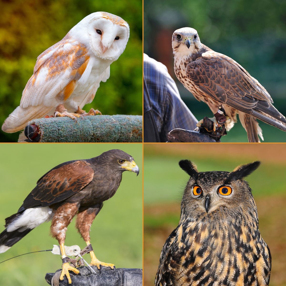 Birds of Prey