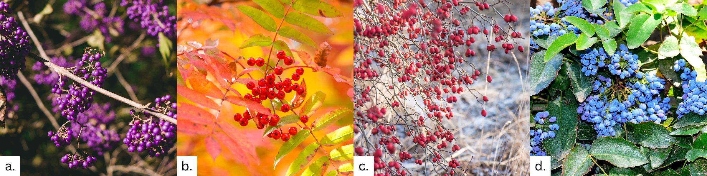 Festive Quiz Berries