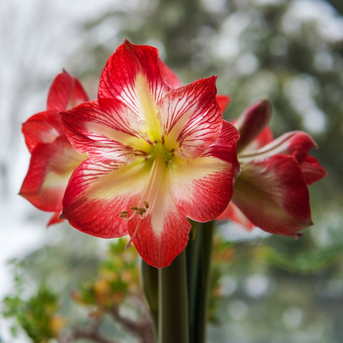 Festive Quiz Image 2