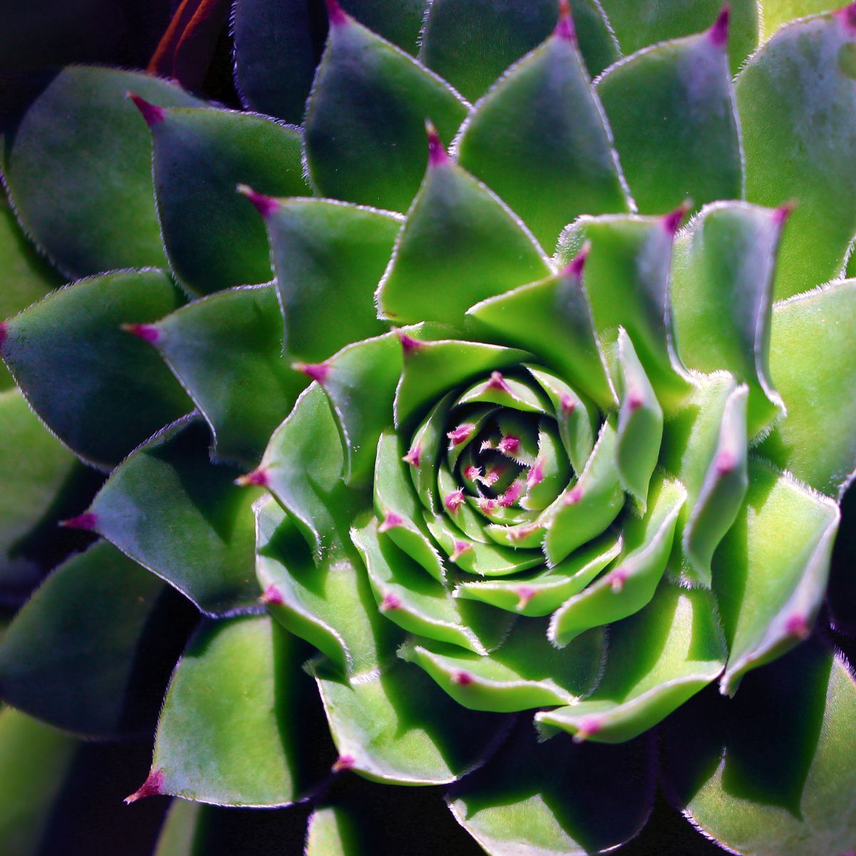 Festive Quiz Image 3