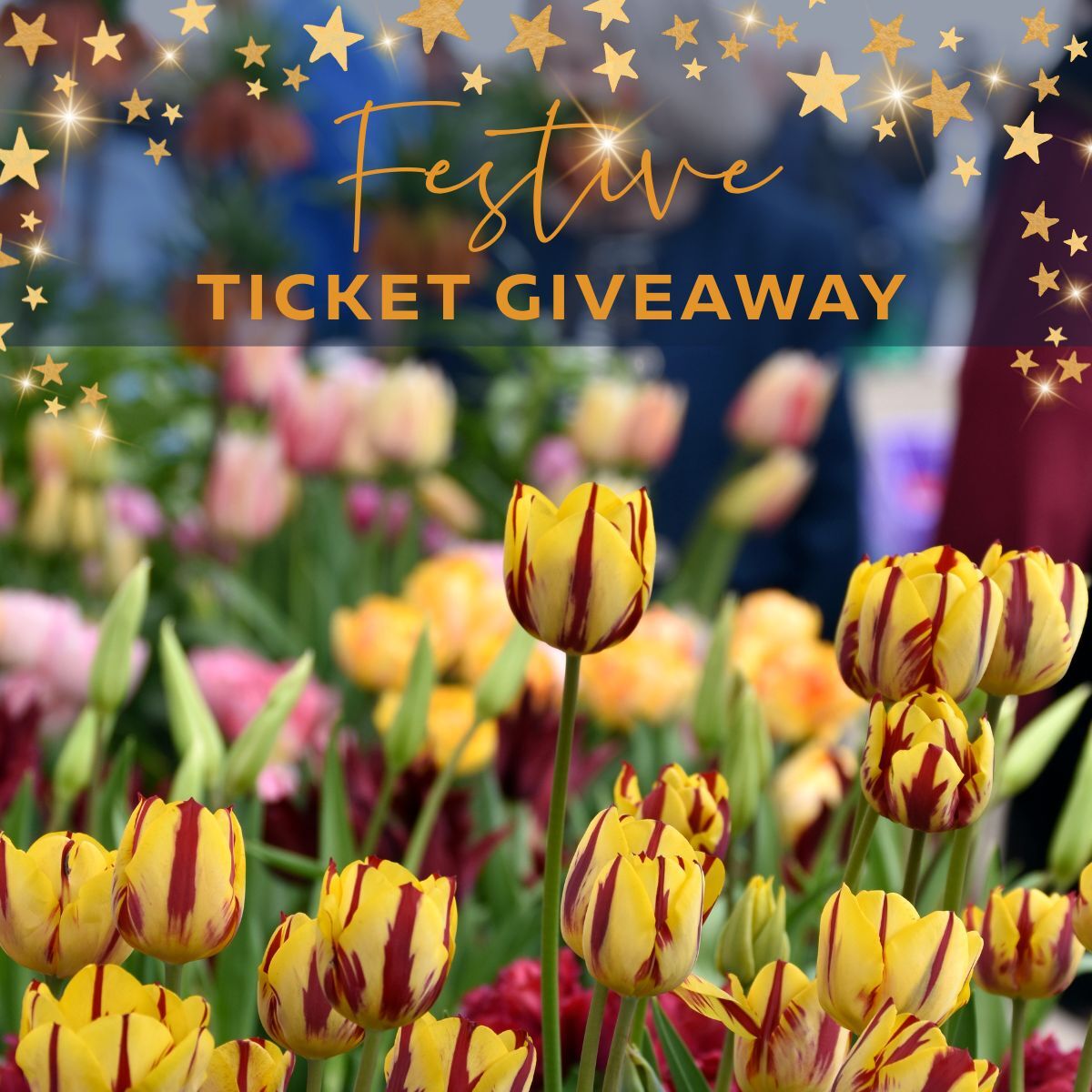 Festive Ticket Giveaway