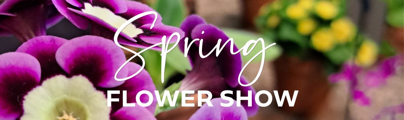 Full width web banner Auricula