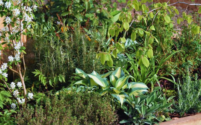 G Arden Advice Bureau Herbs and Hostas