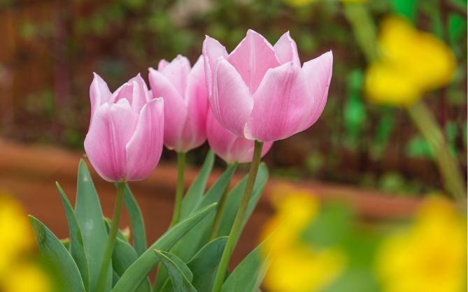 Garden Advice Bureau Tulips