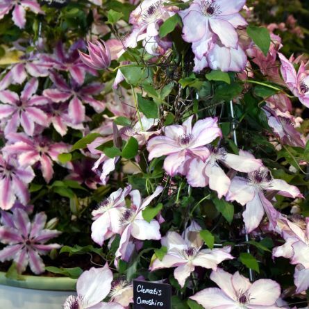 Grand Floral Hall Call Out Clematis