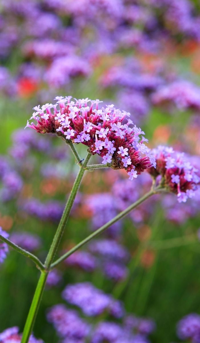 Great Garden Giveaway Thumbnail