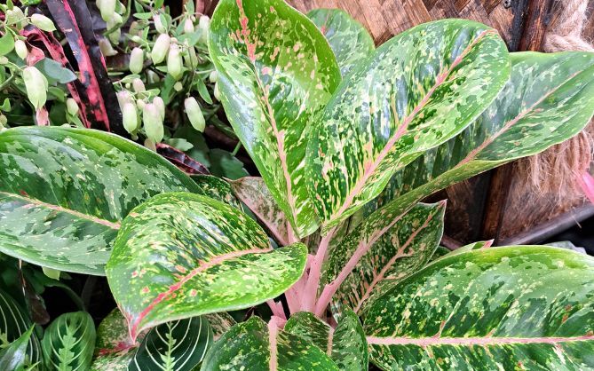 Indoor Houseplant Exhibitor