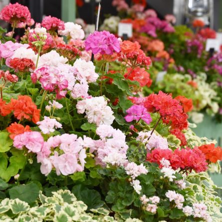 Pelargoniums