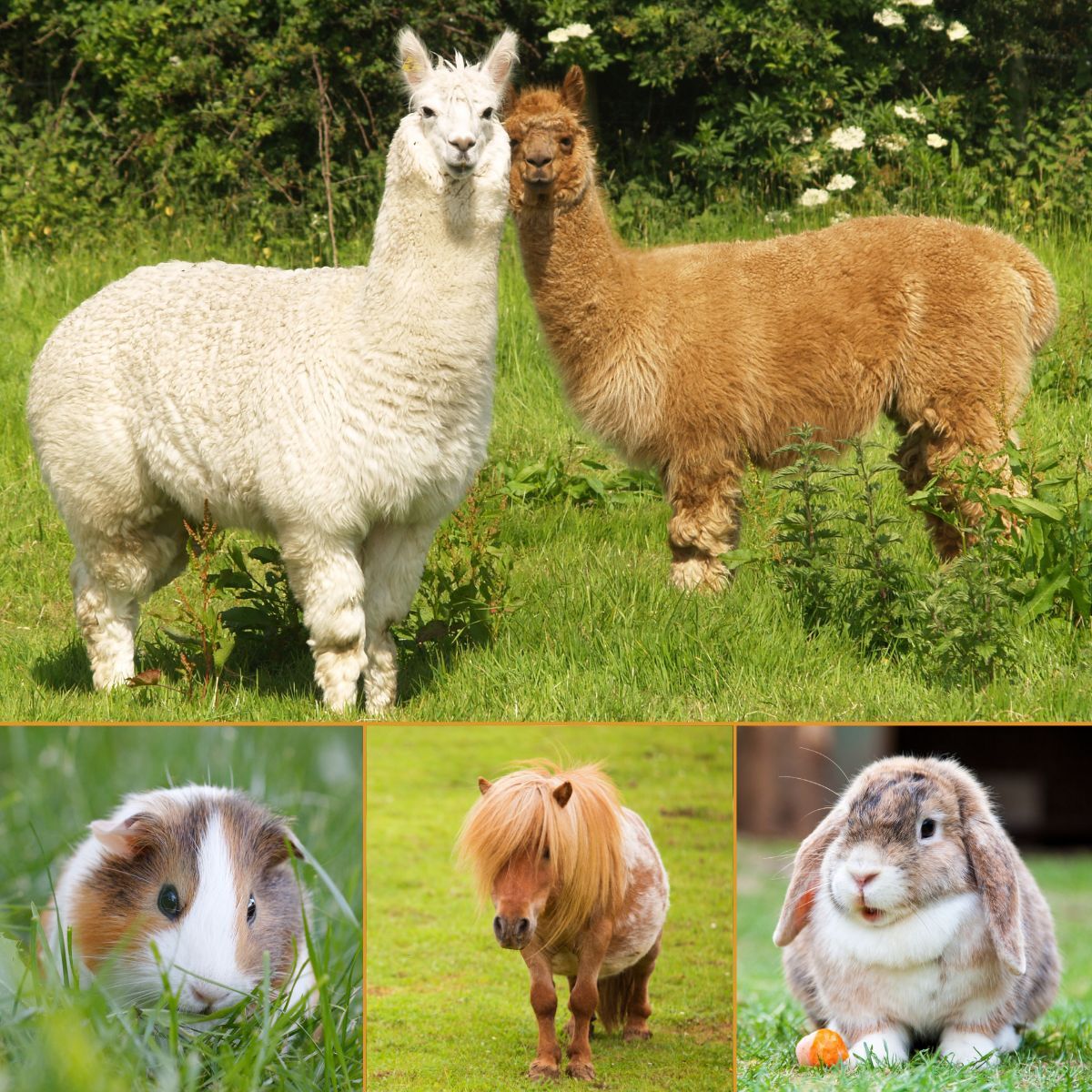 Petting Farm 1