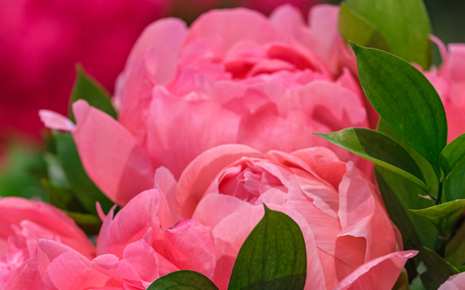 Pink Peony