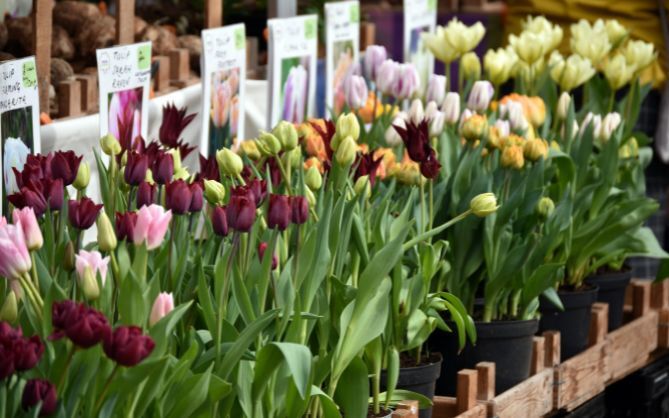 Plant Nursery Exhibitor