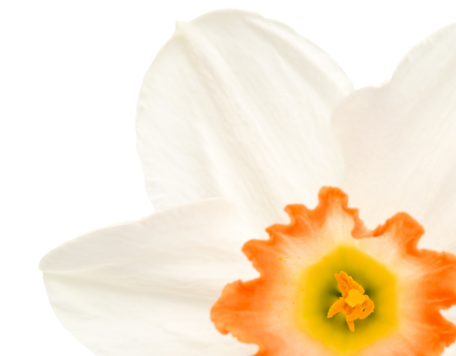 S26 Flower Landing Page Banner