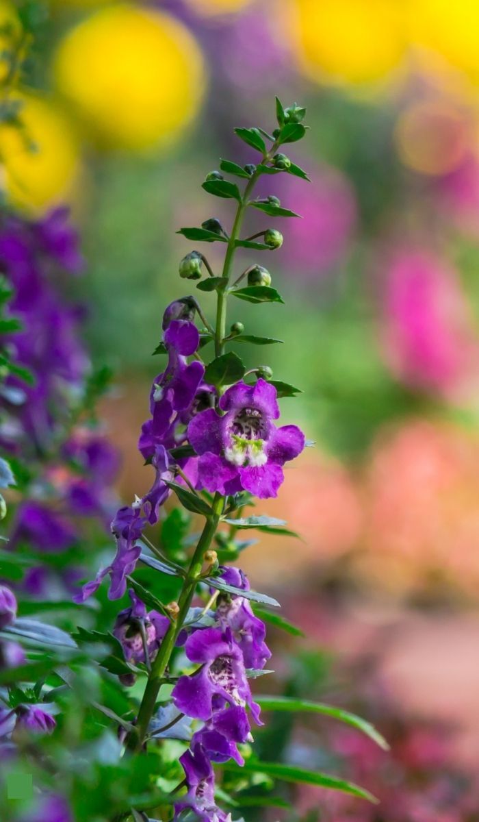S26 Great Garden Giveaway Thumb