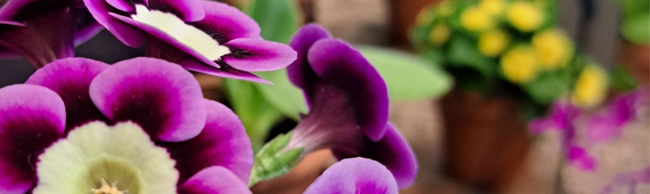 Spring Full Page Banner