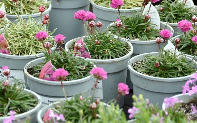 Spring garden shopping