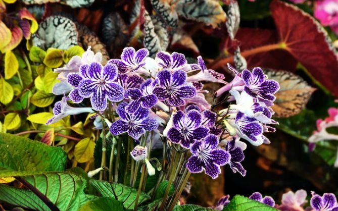 Streptocarpus